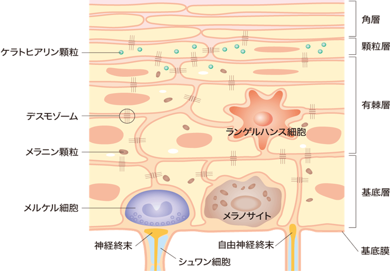 表皮の構造