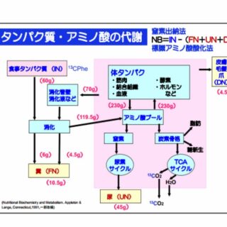 ダイエットの整理「タンパク質は糖質に変化する」