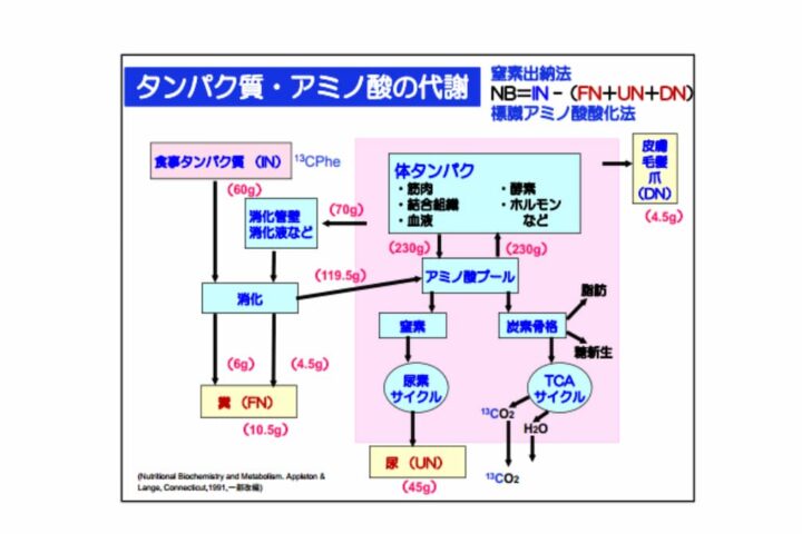 ダイエットの整理です　たぶん皆さん間違っています