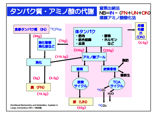 たんぱく質・アミノ酸の代謝経路