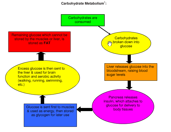 炭水化物の代謝経路