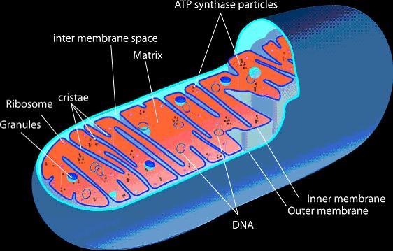 Mitochondria-1