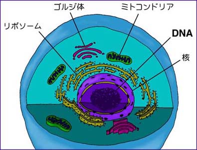 Mitochondria-2