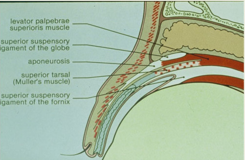 上眼瞼の解剖図