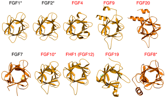 FGFの種類