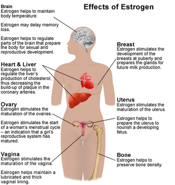 エストロゲンの臓器別作用と効果
