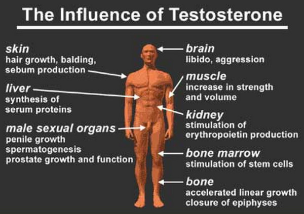 テストステロンが影響する部位