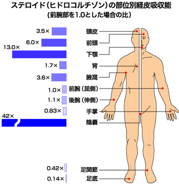 ステロイドの部位別経皮吸収率