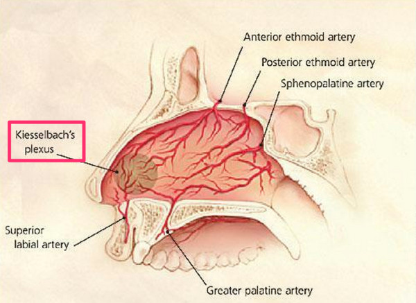 鼻血が出るキーゼルバッハ部位