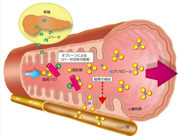 肥満治療オブリーンの作用機序