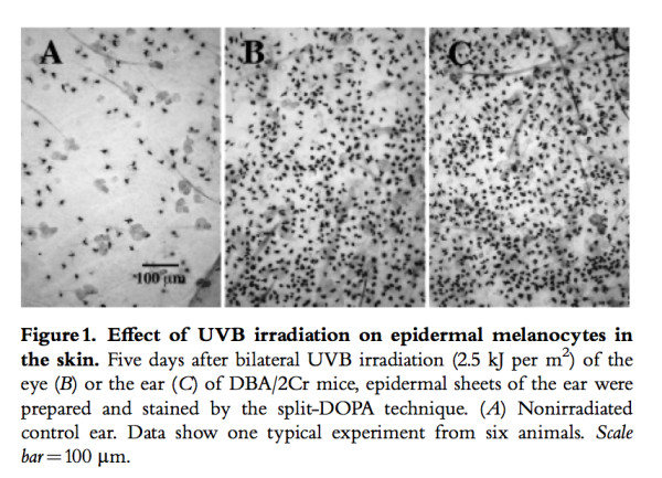 Ultraviolet_B_irradiation_of_the_eye_activates_a_nitric_oxide-dependent_hyp_othalamopituitary_proopiomelanocortin_pathway_and_modulates_functions_of_al_pha-melanocyte-stimulating_hormone-responsive_cells_pdf（2_5ページ）