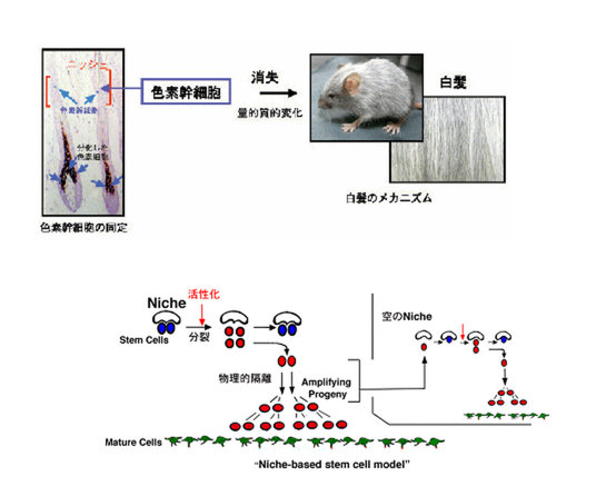 www_tmd_ac_jp_mri_scm_kenkyu-naiyo_html