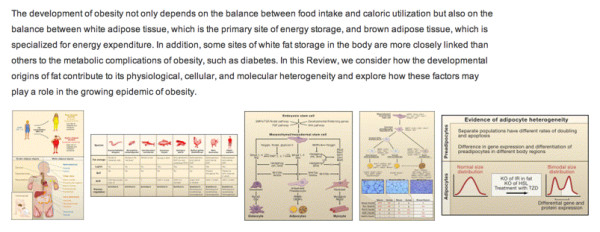 Developmental_Origin_of_Fat__Tracking_Obesity_to_Its_Source__Cell