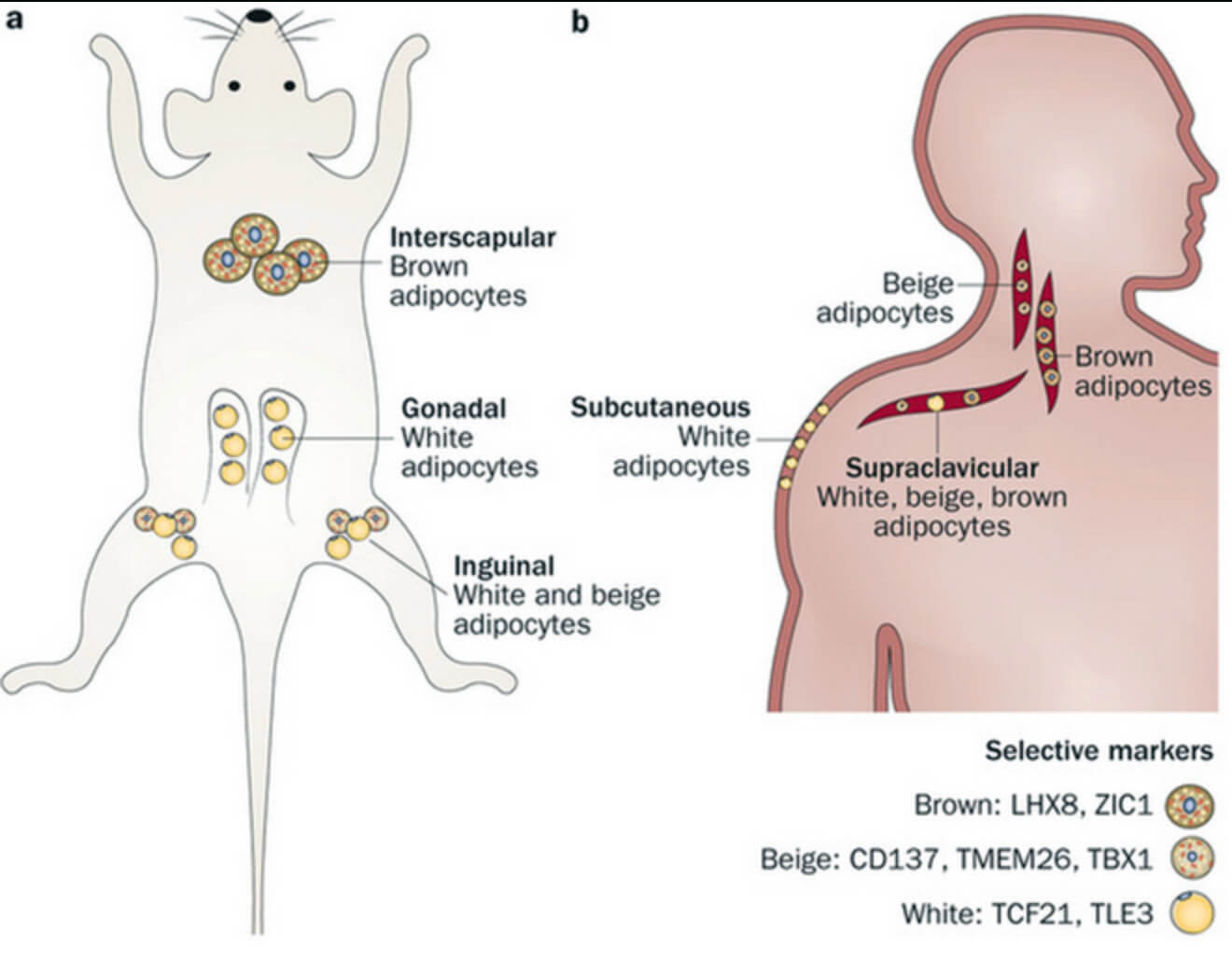 熱があるのに 震えて寒いと感じる現象 この仕組みは謎だらけ 院長ブログ 五本木クリニック