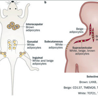 What-is-the-role-of-brown-fat