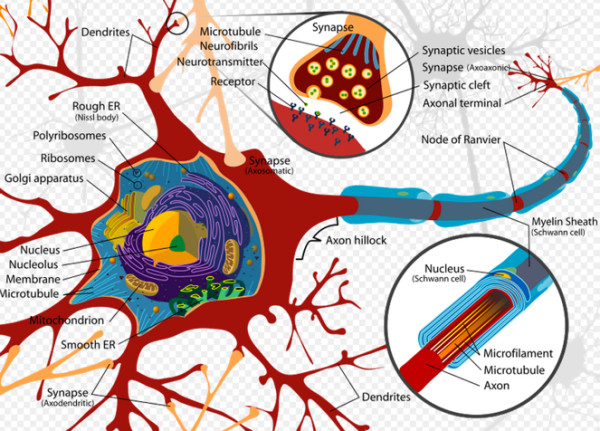 神経繊維_-_Wikipedia