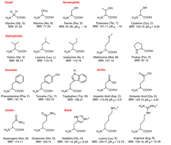 amino-acid-table1_gif__777×698_