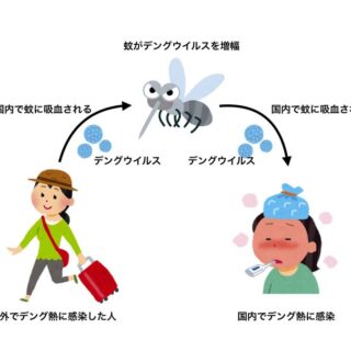 デング熱はヒトヒト感染ではなく蚊が感染をひろげます