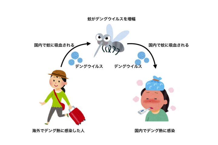 デング熱の国内感染❗2014年、今年の蚊はいつもと違うぞ❗