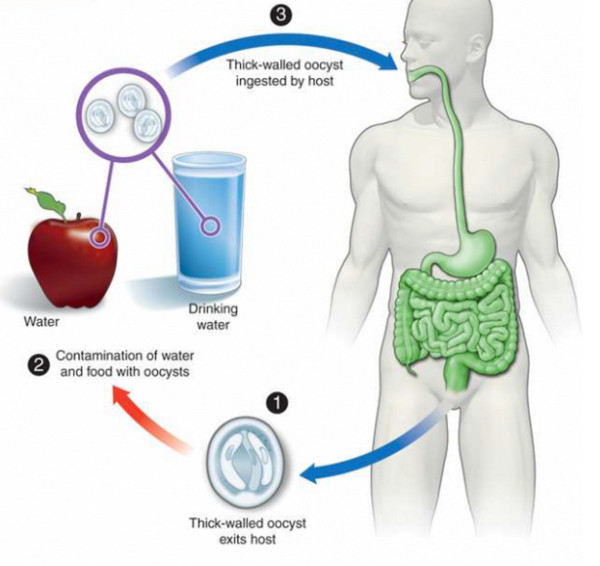 CRYPTOSPORIDIUM_1_png__600×584_