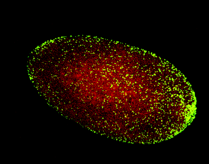 Wolbachia_pipientis__-_Google_検索