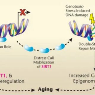長寿のカギであるサーチュイン遺伝子のホントのところは？