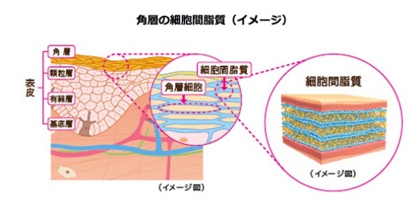 角質細胞間脂質セラミド