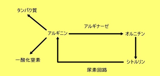 オルニチンよりはるかにすごいアルギニン！