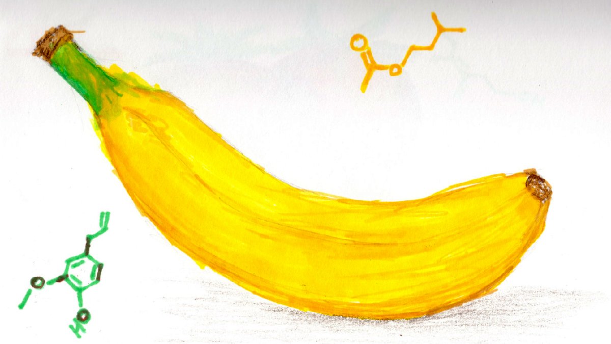 バナナは花粉症に効果がある⁉さらに美白効果って話をじっくり検証してみました  その2　有効成分は何？