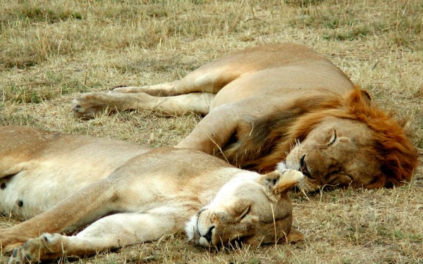 Lion_and_lioness_sleeping_JPG__2048×1536_