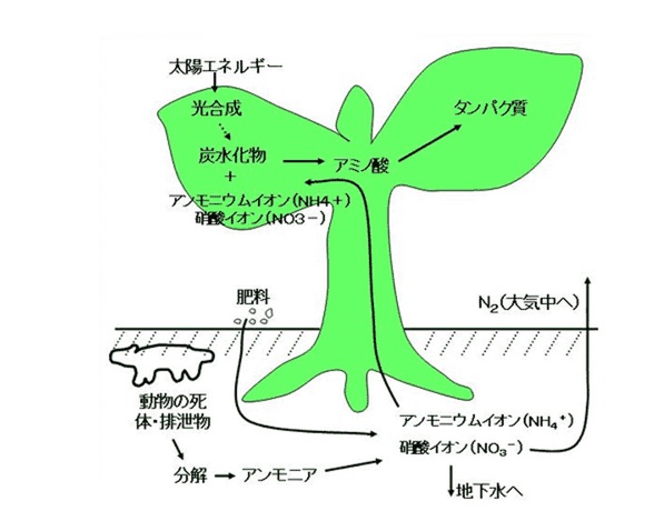 農林水産省_硝酸塩について