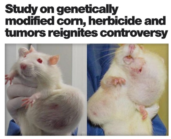Study_on_genetically_modified_corn__herbicide_and_tumors_reignites_controversy_-_CBS_News