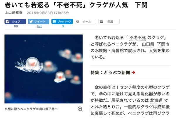 老いても若返る「不老不死」クラゲが人気　下関：朝日新聞デジタル