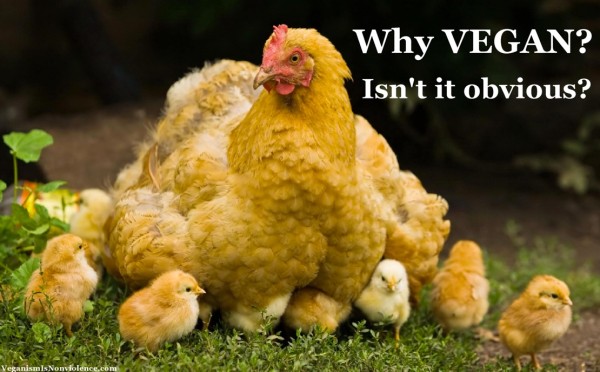 why-vegan-isnt-it-obvious-hens_png__3850×2423_