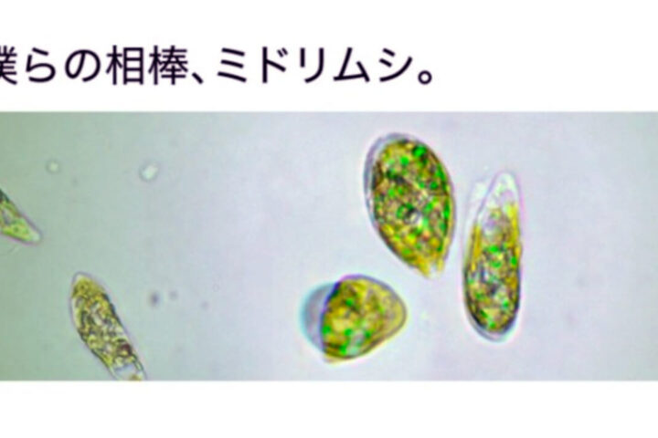 「ユーグレナ」は本来と違った効果が注目されて残念⋯ダイエットは無理だろうね❗