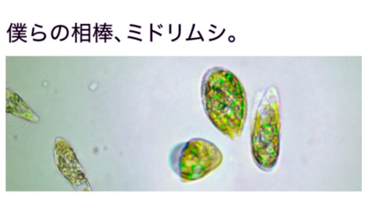 僕らの相棒、ミドリムシ。___株式会社ユーグレナ_-_ユーグレナ（和名：ミドリムシ）の研究開発・製造・販売