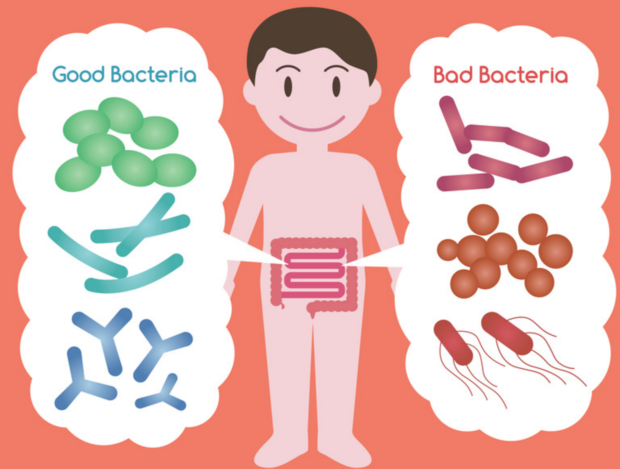 Intestinal_bacteria_-_Google_検索