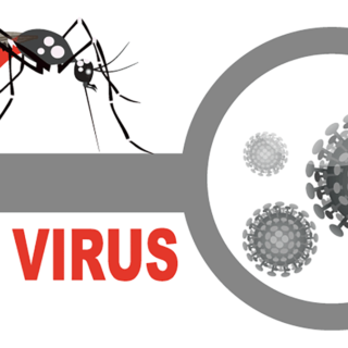 ジカウイルスによる感染症って危険なの？