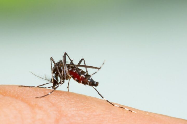 「蚊に刺されやすい体質」は有る⁉無い⁉医学論文総チェックしたぞ❗