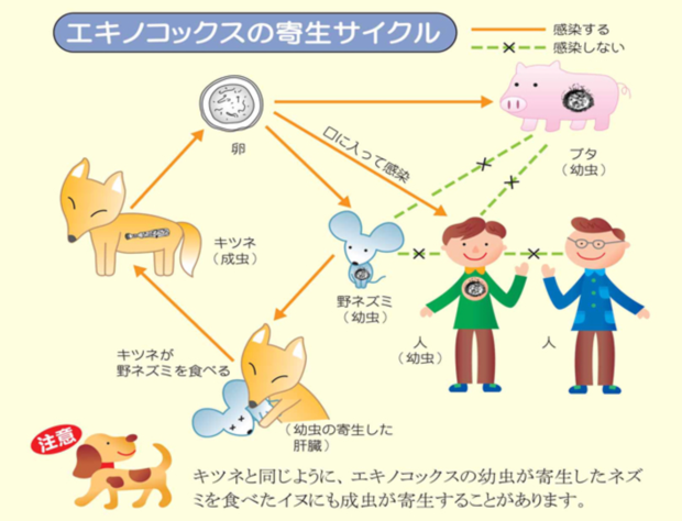 エキノコックスを調べていたら⋯これってパクリ？見つけてしまいました。