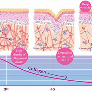 collagen3