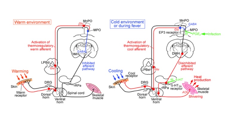 体温をあげる仕組みは複雑