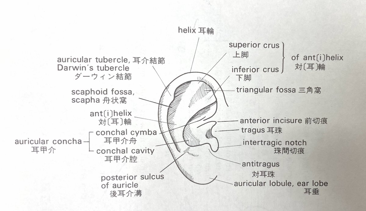 耳の部位の説明図