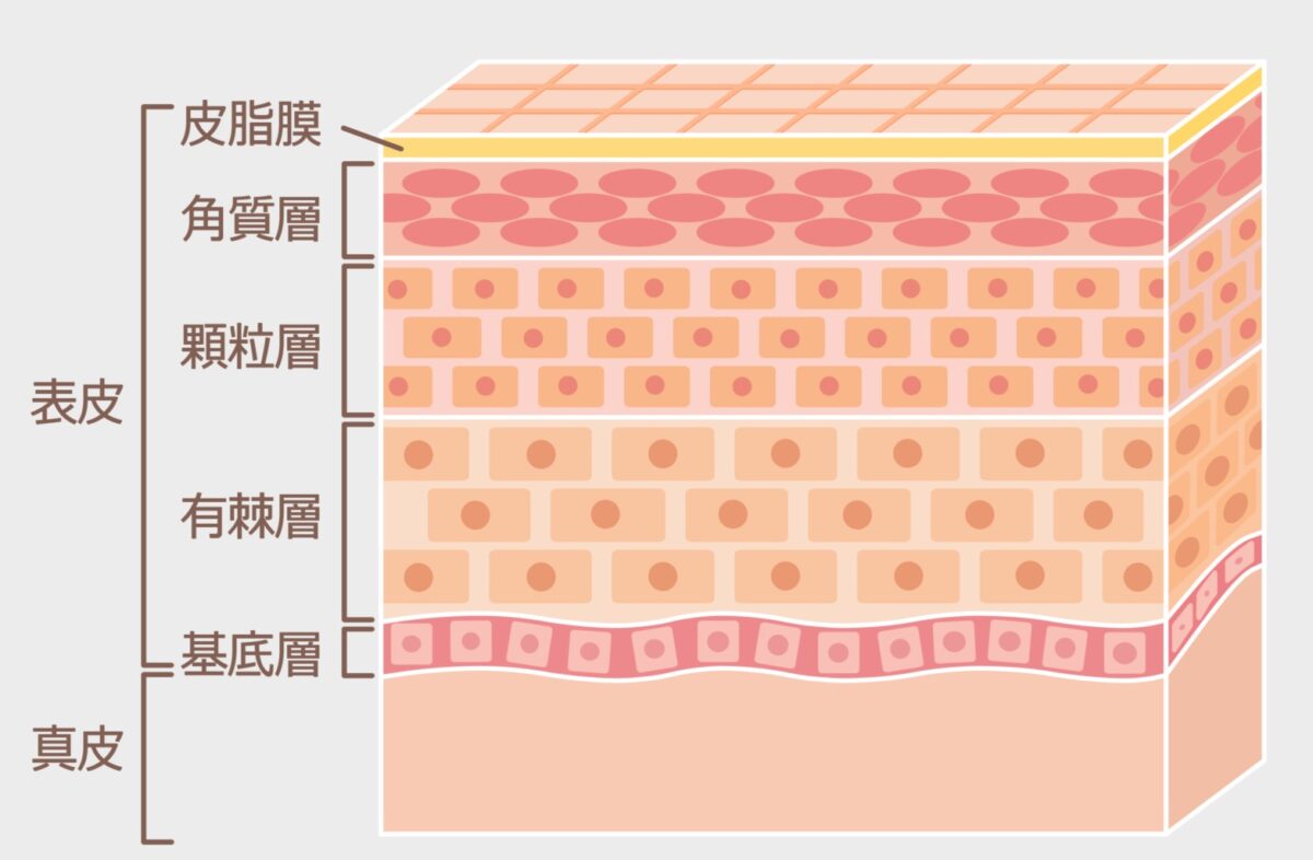 皮膚の表面中の表面の角質層までしか届かない図