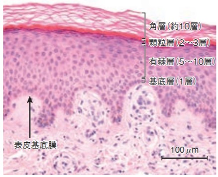 皮膚の表皮の構造