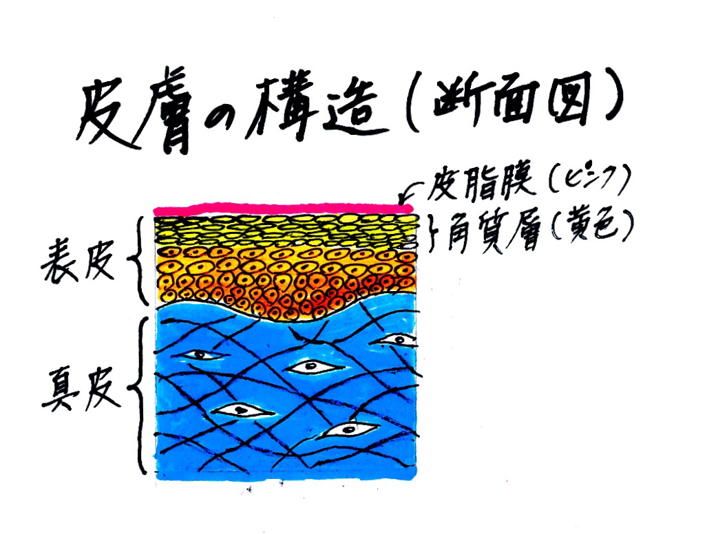 皮膚の構造の断面図