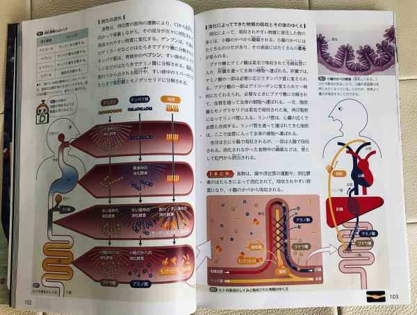 「動物のからだの作りとはたらき」消化の仕組み