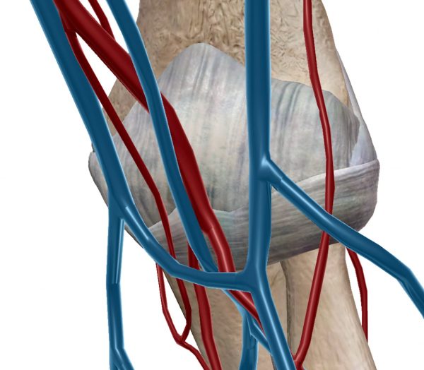 左腕の血管図