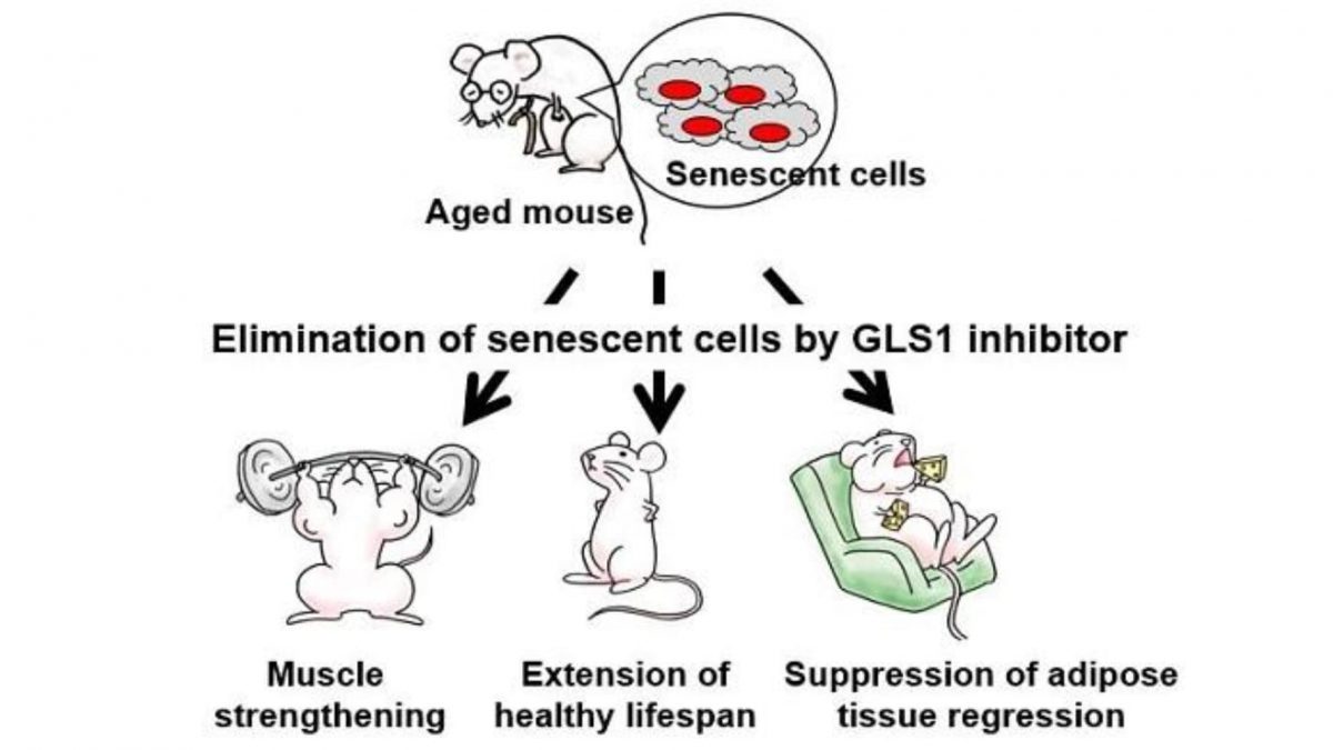GLS1の働きを阻害して、老化を防いで健康で長生きしましょう❗を鵜呑みしては危険。