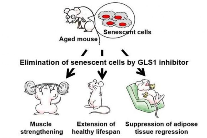 GLS1の働きを阻害して、老化を防いで健康で長生きしましょう❗を鵜呑みしては危険。